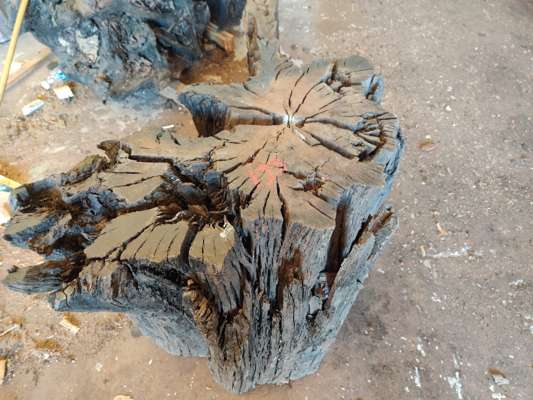 Extremely Rare 4200 Year Old Black Fenland Bog Oak ( With Carbon Dating Certificate) Root Section, 650mm -940mm Width x 530mm Thick, Would Make Superb Glass Top Table.(Viewing Recommended)