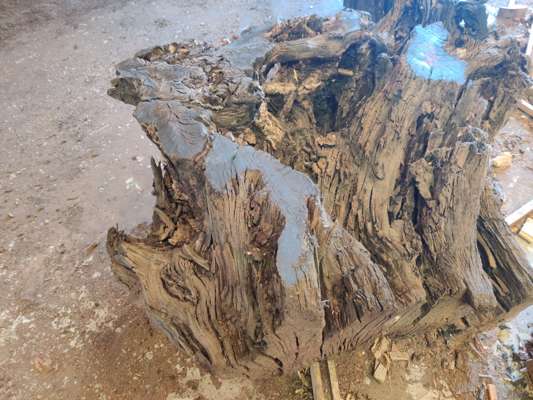 Extremely Rare 4200 Year Old Black Fenland Bog Oak ( With Carbon Dating Certificate) Root Section, 1200mm -1500mm Width x 540mm Thick, Would Make Superb Glass Top Table. (Viewing Recommended)