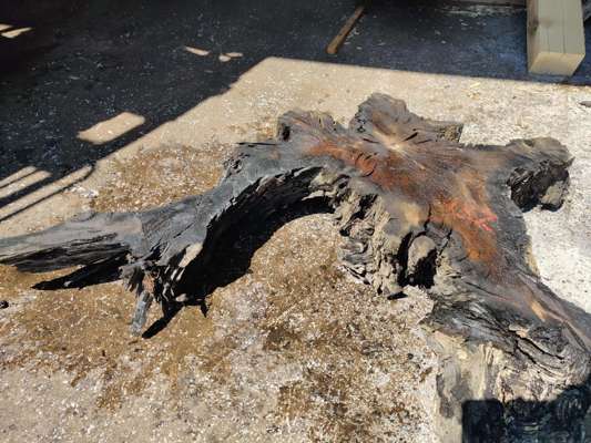 Extremely Rare 4200 Year Old Black Fenland Bog Oak ( With Carbon Dating Certificate) Root Section, 1270mm -900mm Width x 165mm Thick, Would Make Superb Glass Top Table.(Viewing Recommended)