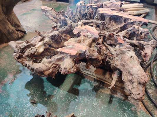 English Yew Root Table, Width 1120mm-1200mm x Height 340mm ( Levelled For Glass Top)